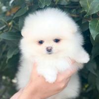 Cucciolata spitz pomerania femmine solo bianchi