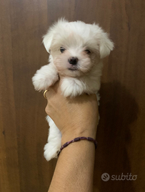 Meravigliosi cuccioli di maltese miny toy maschio