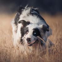 Border collie blue merle per monta