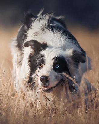 Border collie blue merle per monta