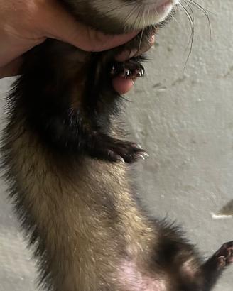 Furetta di 6 mesi