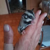 Cucciolo petauro dello zucchero