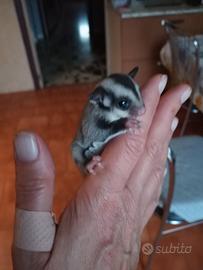 Cucciolo petauro dello zucchero