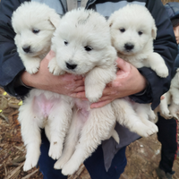Cuccioli di Pastore maremmano