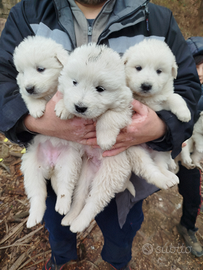 Cuccioli di Pastore maremmano