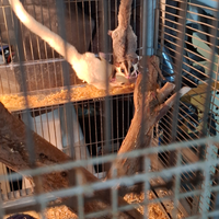 Coppia petauri dello zucchero con voliera