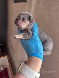 Cuccioli di bulldog francese lilac