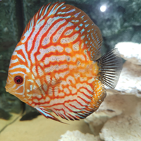 Pesci discus