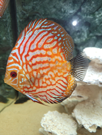 Pesci discus