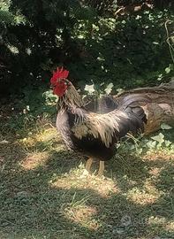 GALLETTO MUGELLESE