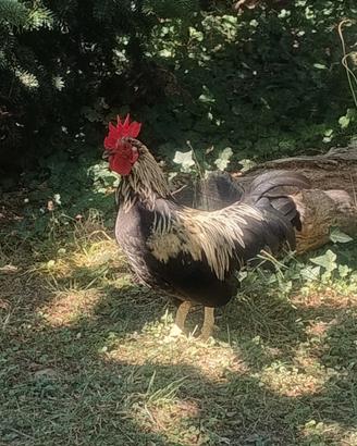 GALLETTO MUGELLESE
