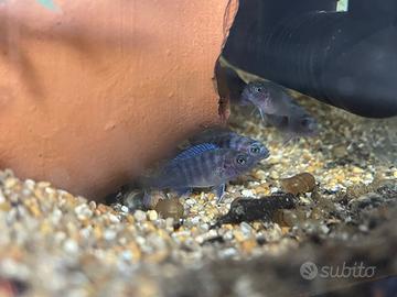 Pompa acquario EHEIM