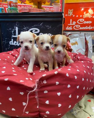 Chihuahua mix maschio