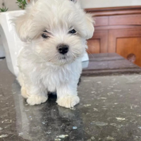 Maltese mini Toy maschio