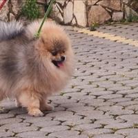 Spitz Di Pomerania Mini