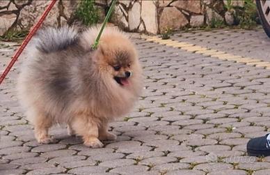 Spitz Di Pomerania Mini