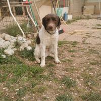 Breton da tartufi di un anno e 6 mesi