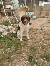 Breton da tartufi di un anno e 6 mesi