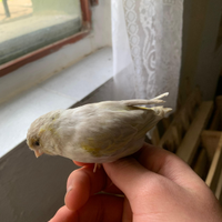 Canarina Agata Opale giallo Mosaico