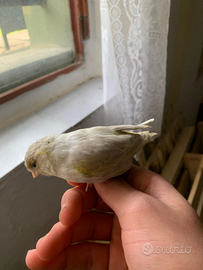 Canarina Agata Opale giallo Mosaico