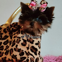 Miny Miny Yorkshire Terrier Toy