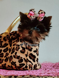 Miny Miny Yorkshire Terrier Toy