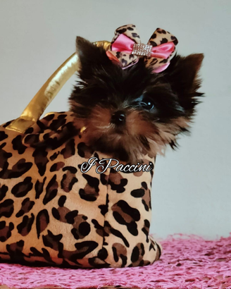 Miny Miny Yorkshire Terrier Toy