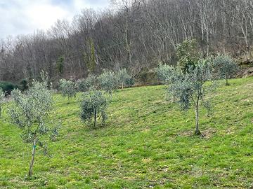 Terreno agricolo con uliveto e piccolo bosco