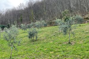 Terreno agricolo con uliveto e piccolo bosco
