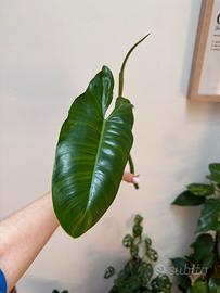 Philodendro paraiso verde