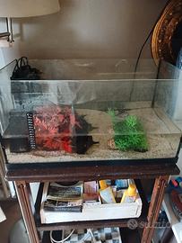 acquario Tetra