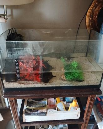 acquario Tetra