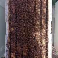 Vendita sciami di Api