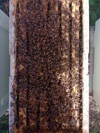 Vendita sciami di Api