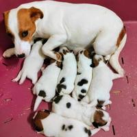 Ultimi JACK RUSSELL