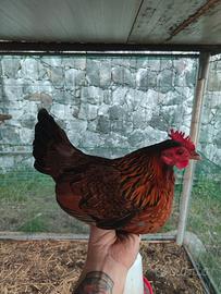 Galline titine siciliane