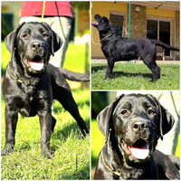 Cuccioli di Labrador Retriever