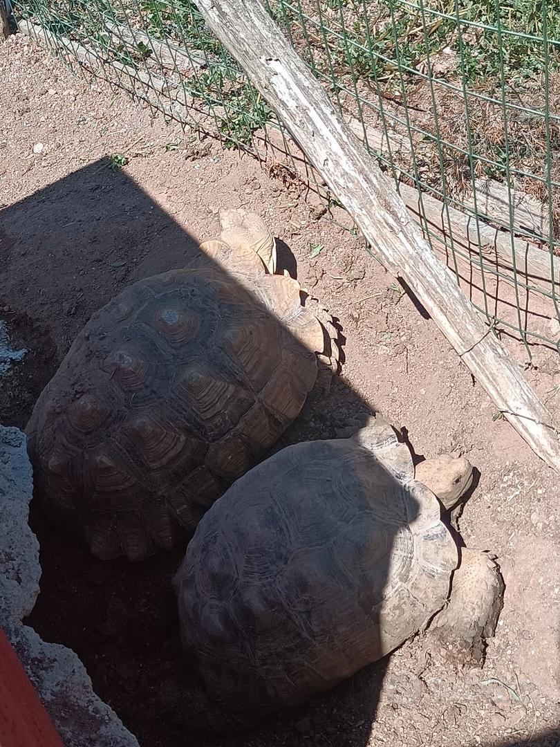Coppia Sulcata - Animali In vendita a Roma