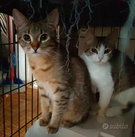 Holly e happy attendono una famiglia