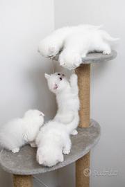 Gattini Scottish fold e scottish striker