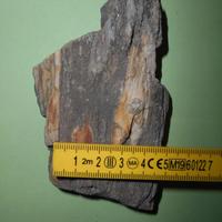 FOSSILE FRAMMENTO ALBERO LEGNO PIETRIFICATO.