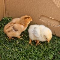 Galline tre settimane