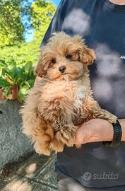 MALTIPOO CUCCIOLI ( incrocio Maltese e Barboncino)