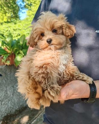 MALTIPOO CUCCIOLI ( incrocio Maltese e Barboncino)