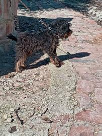 Jagd terrier