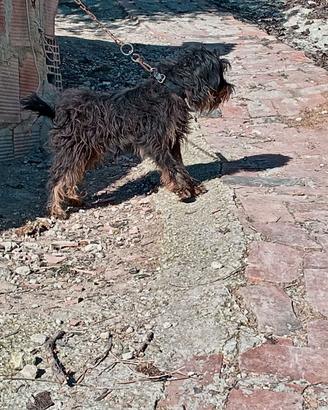 Jagd terrier