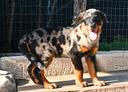 cucciolo-beauceron-maschio-arlecchino