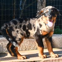 Cucciolo BEAUCERON maschio arlecchino