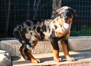 Cucciolo BEAUCERON maschio arlecchino