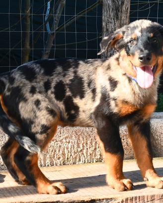 Cucciolo BEAUCERON maschio arlecchino